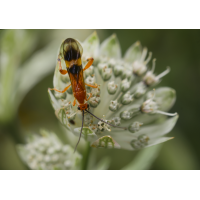 Brackwespe (Cremnops desertor), Weibchen
(Il-as) Brackwespe 1.jpg (Il-as)