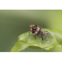 Gemeine Glasflügelzikade (Cixius nervosus)
(Il-as) Glasflügelzikade.jpg (Il-as)