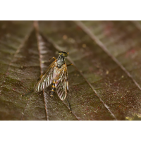 Schnepfenfliege.jpg (Il-as)