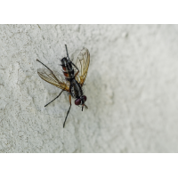 Raupenfliege 1.jpg (Il-as)