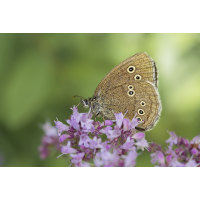 Brauner Waldvogel.jpg (Il-as)