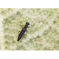 Kurzflügler (Stenus sp.).jpg (Il-as)