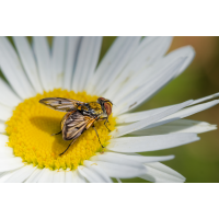 Breitflügelige Raupenfliege (Ectophasia crassipennis)
(Il-as) Breitflügelige Raupenfliege 1.jpg (Il-as)