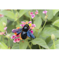 Blaue Holzbiene.jpg (Il-as)