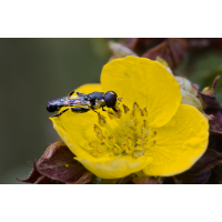 Fast unheimlich
(Il-as) Keulenschwebfliege.jpg (Il-as)