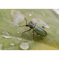 Fichten-Glanzrüssler (Polydrusus impar)
(Il-as) Polydrusus impar.jpg (Il-as)